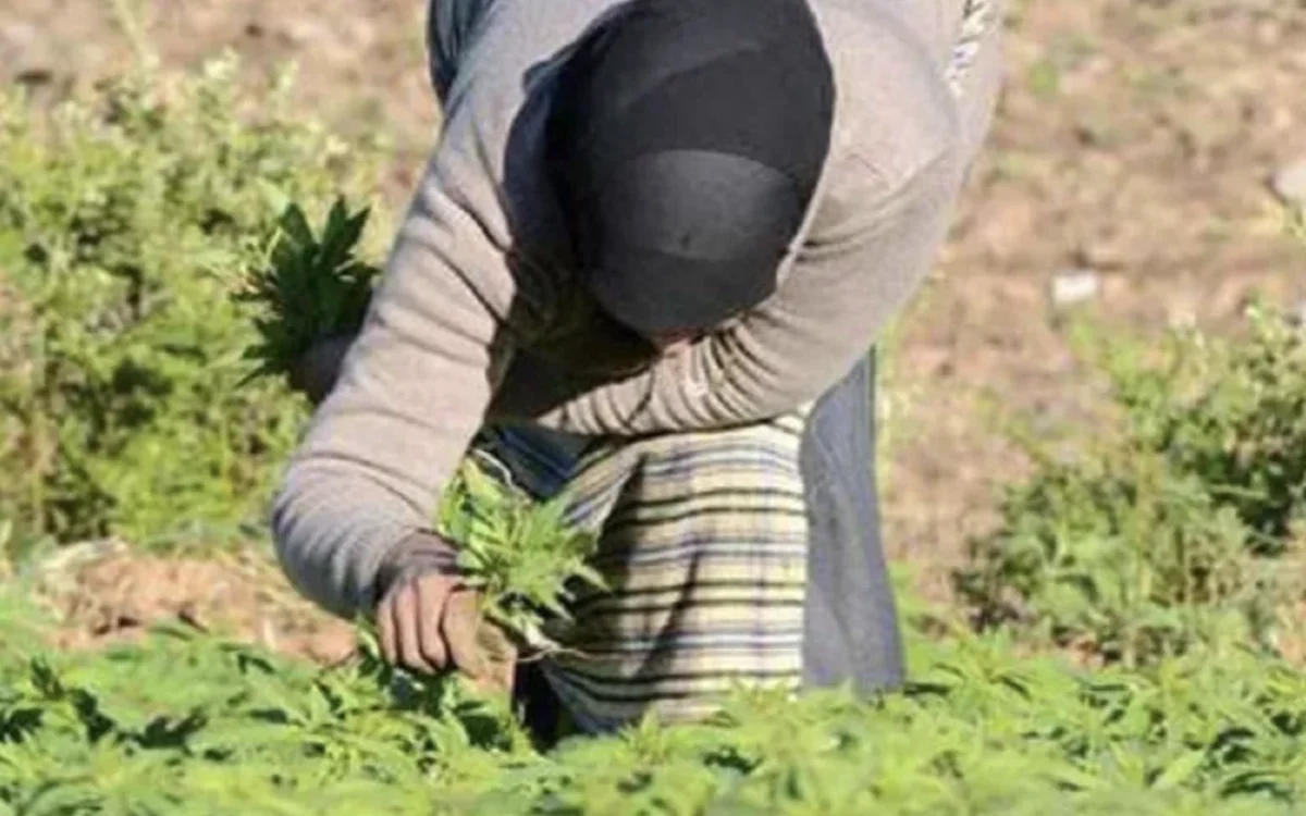 Marruecos : el cultivo ilegal de cannabis disminuye un 85% en veinte años