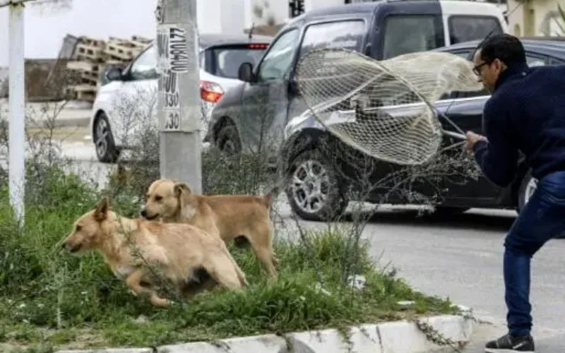 Marruecos debate : Control ético de perros callejeros vs. sacrificio masivo
