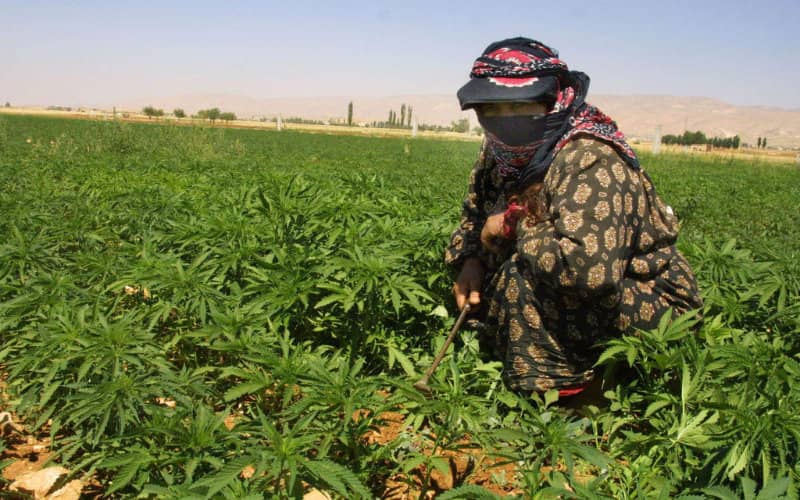 Marruecos bajo escrutinio : La polémica del cannabis en el Rif desata debate internacional