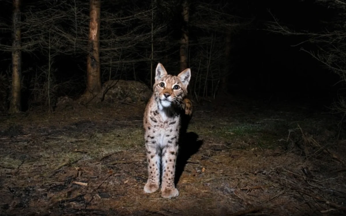 Marruecos : una familia aterrorizada por un gato salvaje que entró en plena noche
