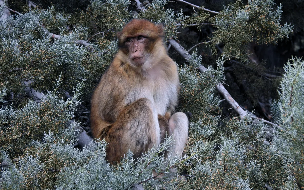 Marruecos : El importante avance científico que salvará al mono magrebí de la extinción