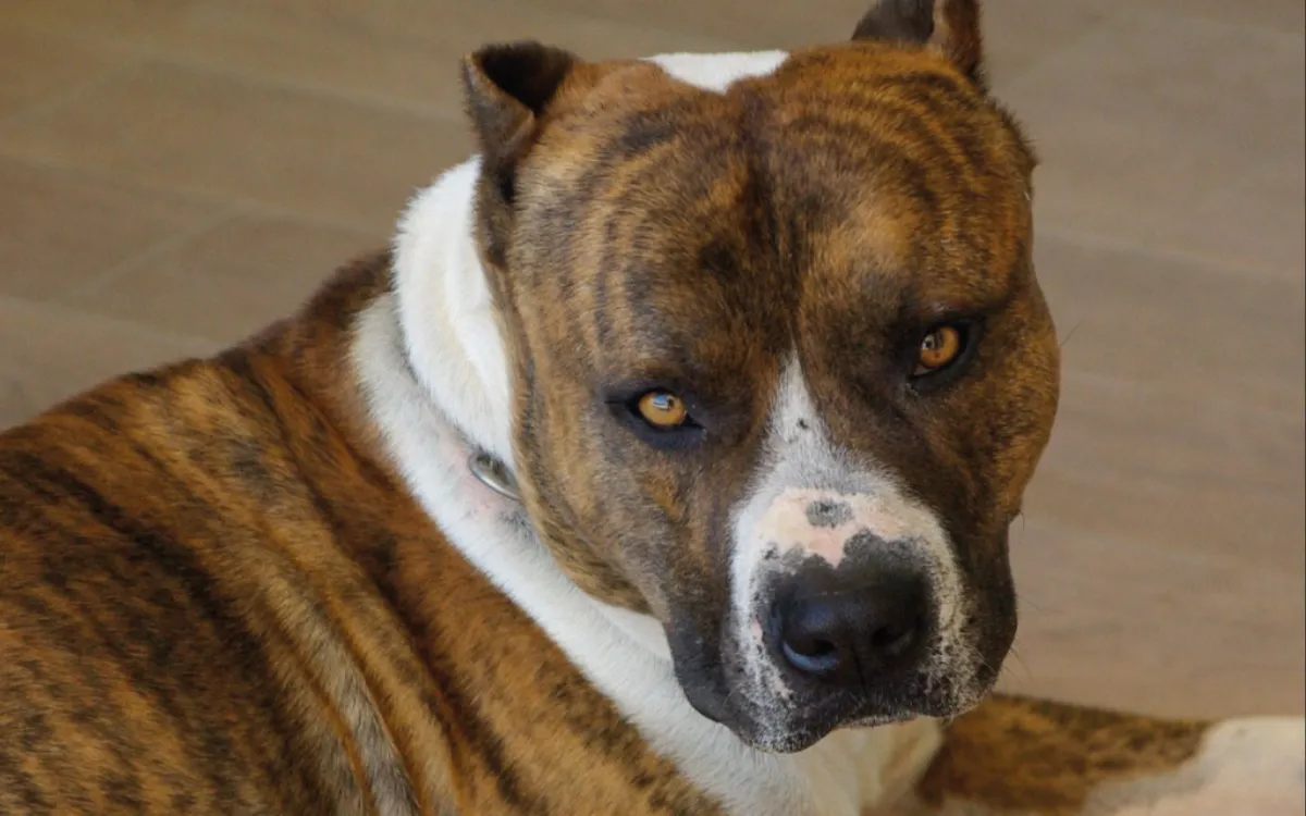Marruecos : sin licencia para perros peligrosos, la prohibición total se mantiene