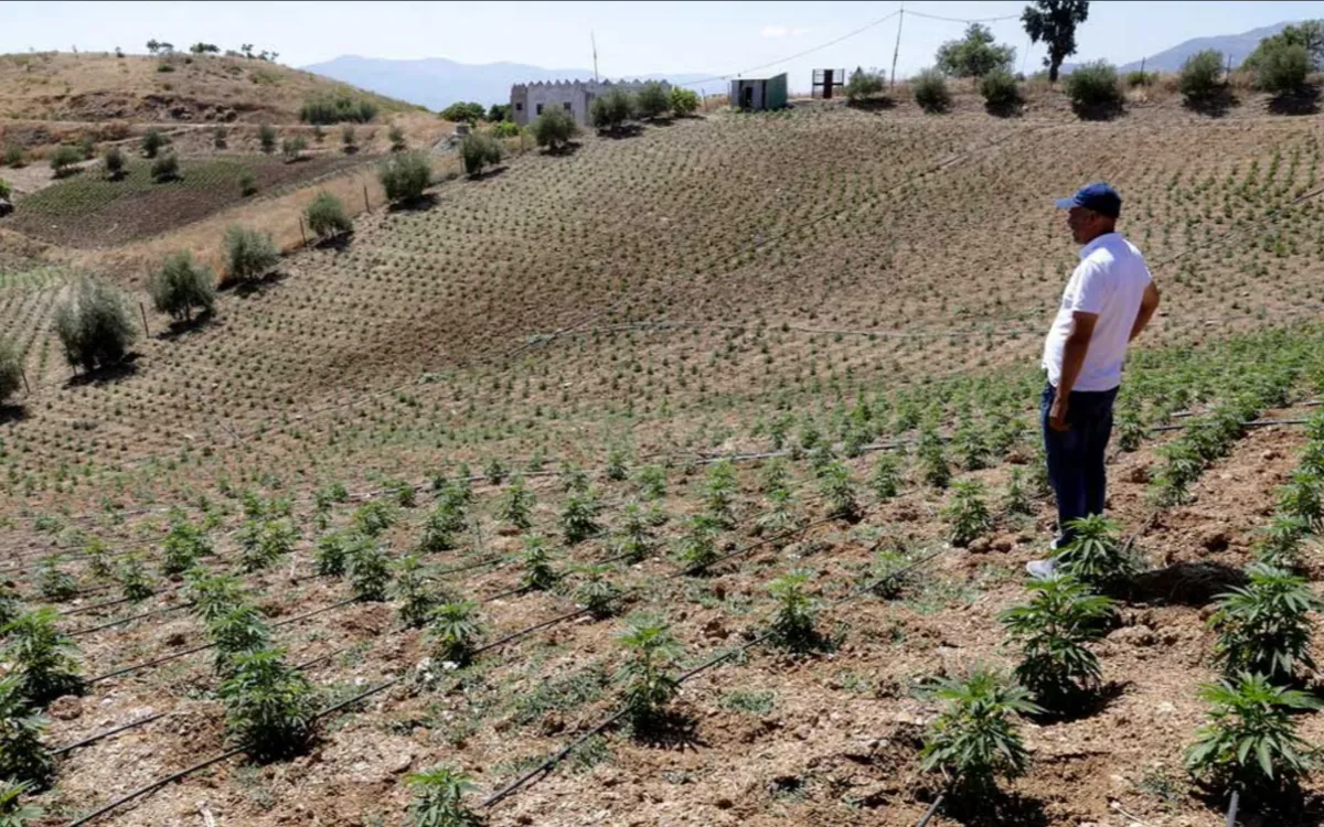 Marruecos : el mercado clandestino del hachís resiste aún a la legalización