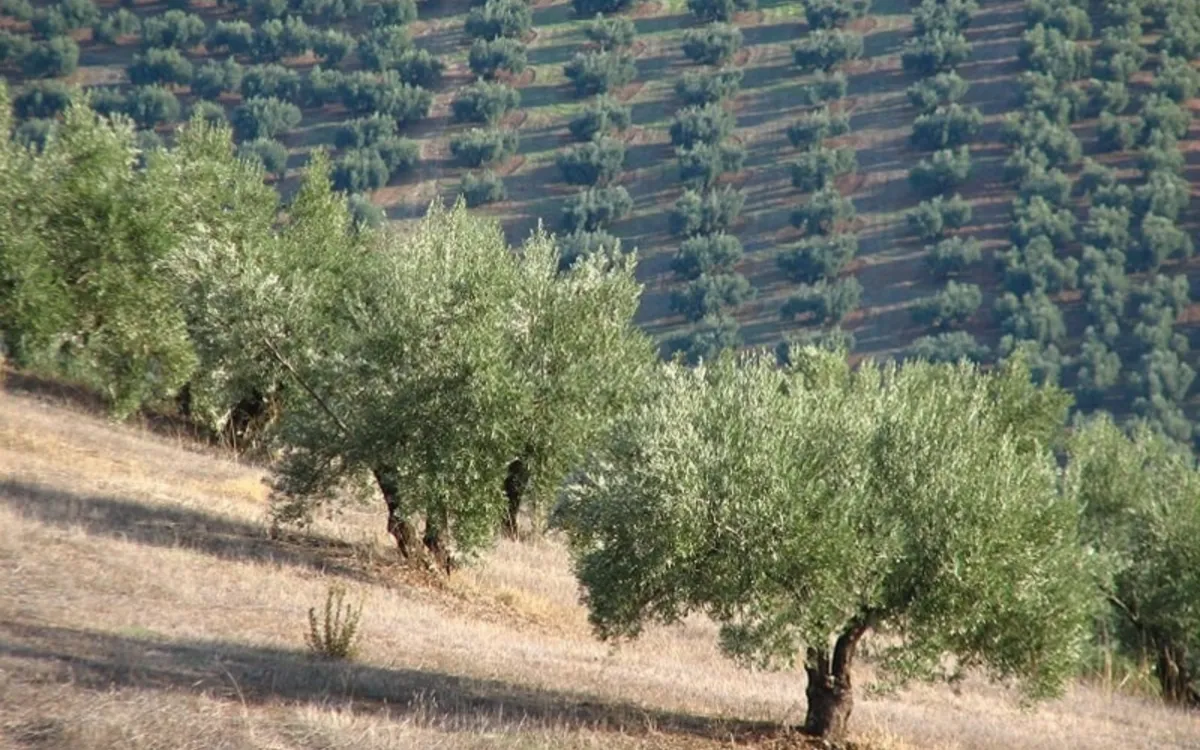 Marruecos : una nueva amenaza alcanza los olivos