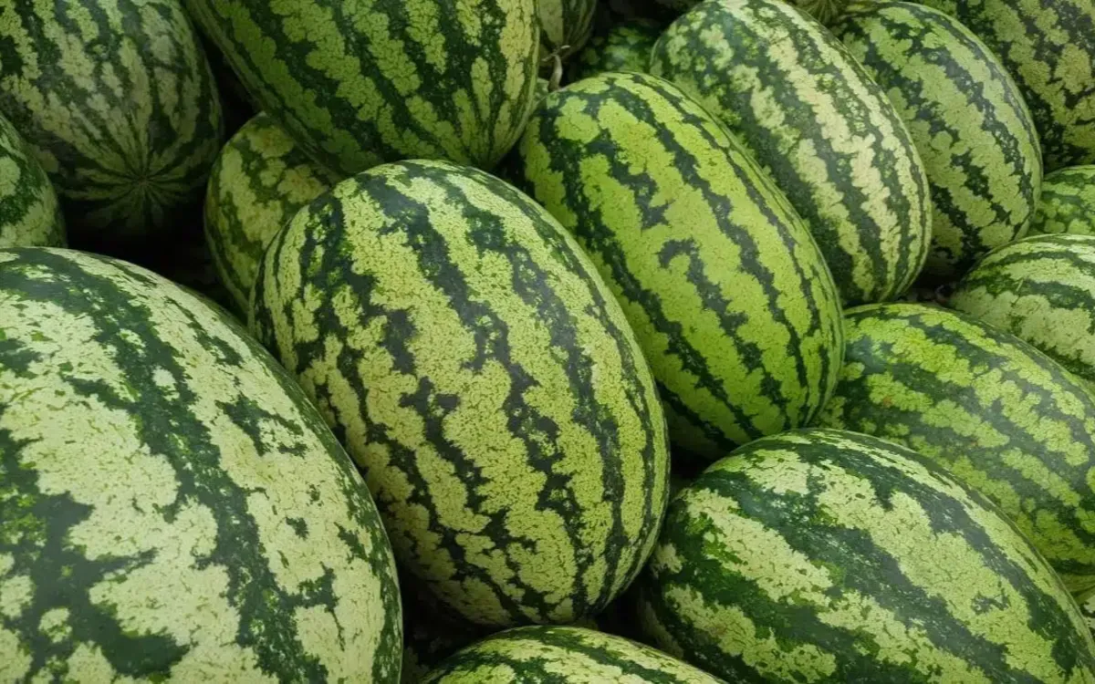 Marruecos produce siete veces menos sandías que Argelia, pero obtiene 436 veces más por sus exportaciones