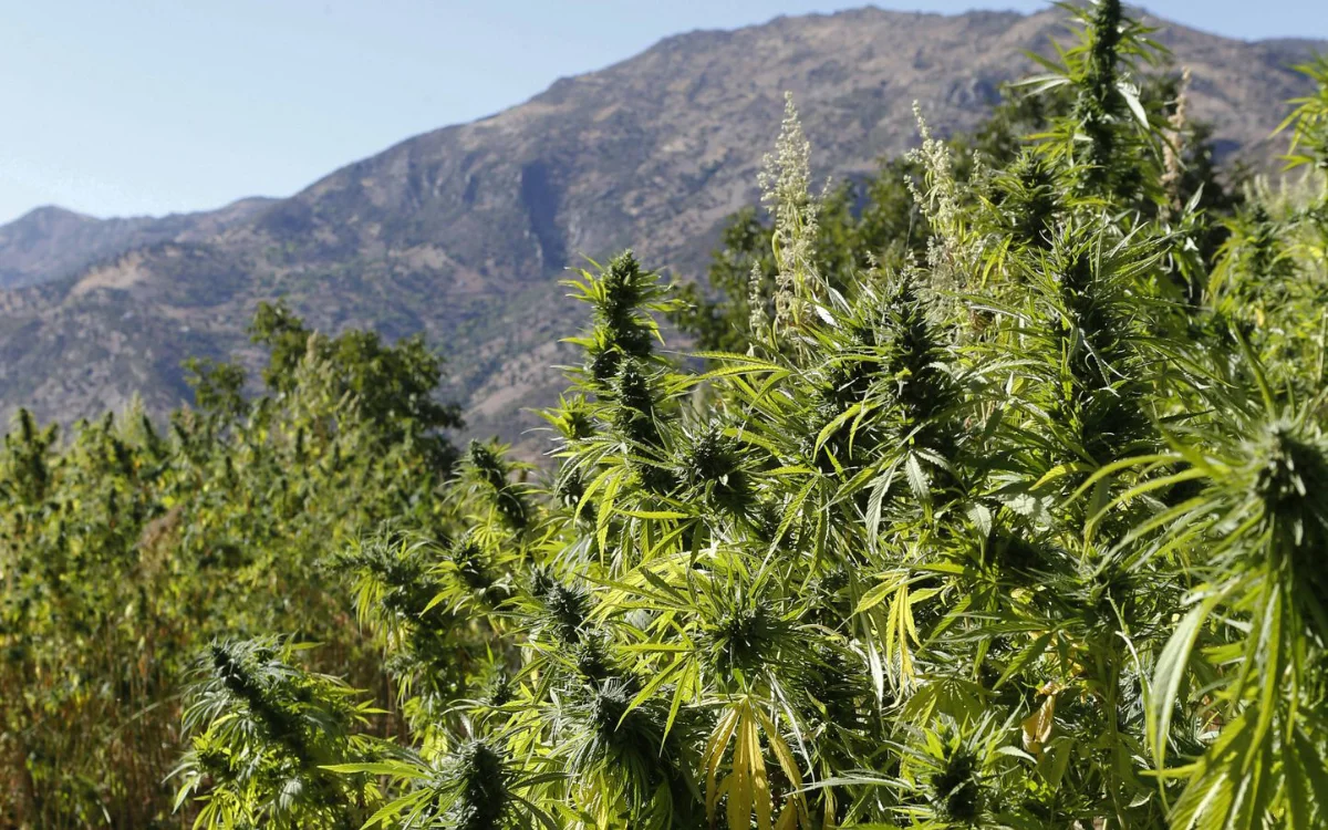 Marruecos quiere convertirse en un líder mundial del cannabis medicinal