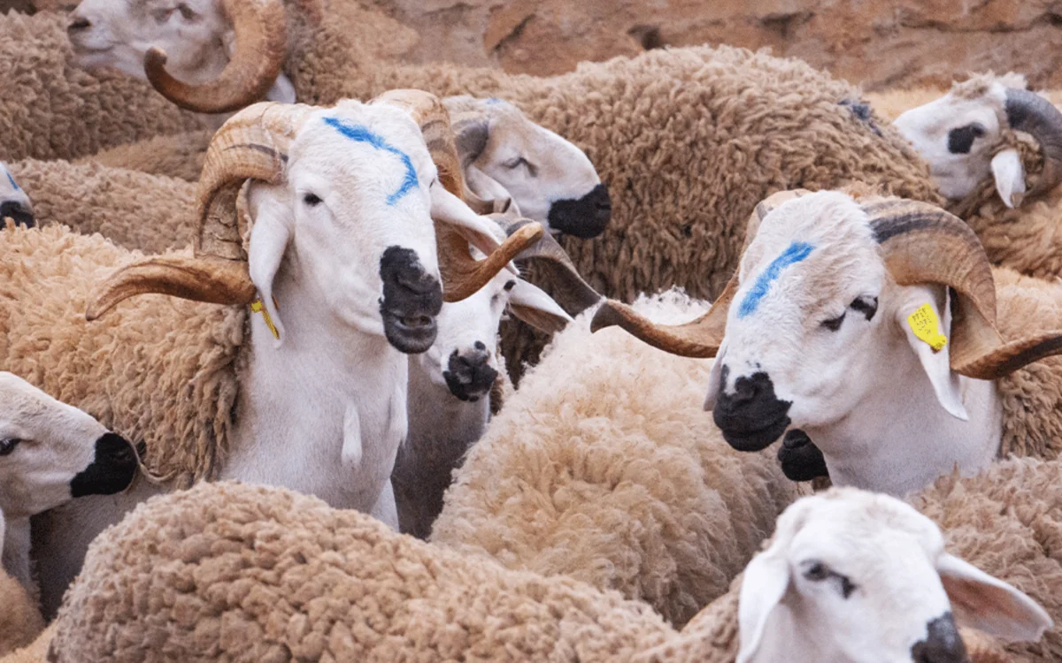 Marruecos quiere reemplazar los antibióticos por el cannabis en la ganadería