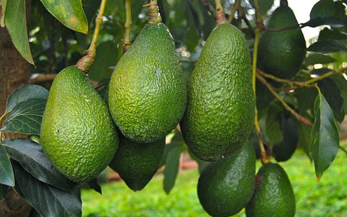 Marruecos se convierte en el primer exportador africano de aguacates, con 141 000 toneladas exportadas