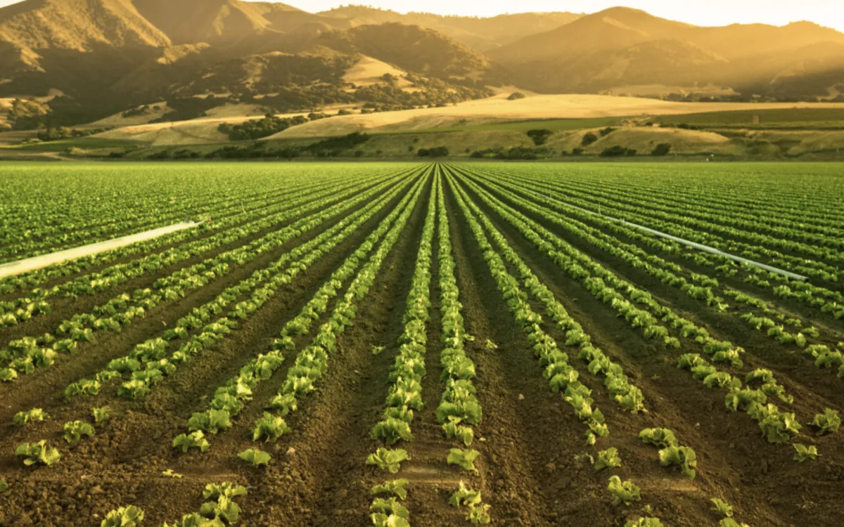 Marruecos Tambalea al Gigante Agrícola Español