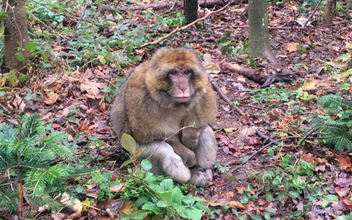 Un mono de Marruecos abandonado encuentra refugio gracias al zoológico de Amnéville