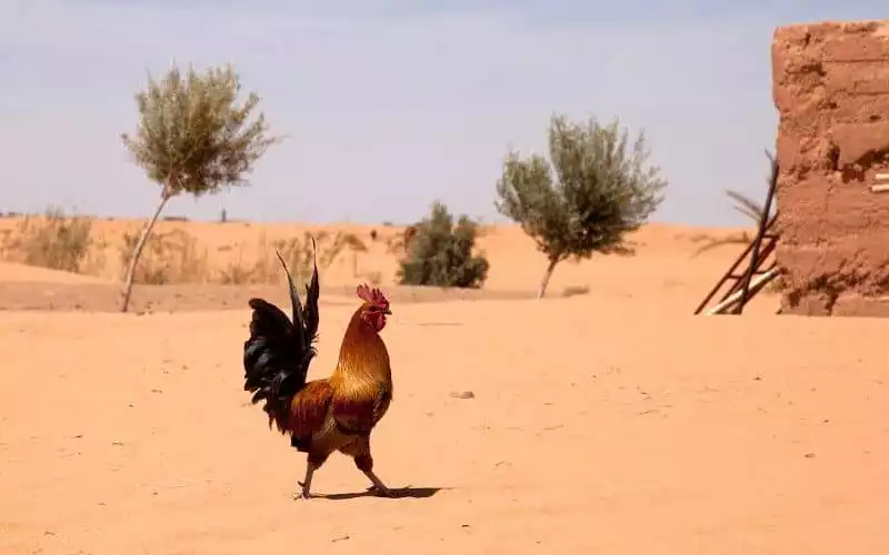 Ola de calor en Marruecos : temperaturas de hasta 42°C en varias regiones