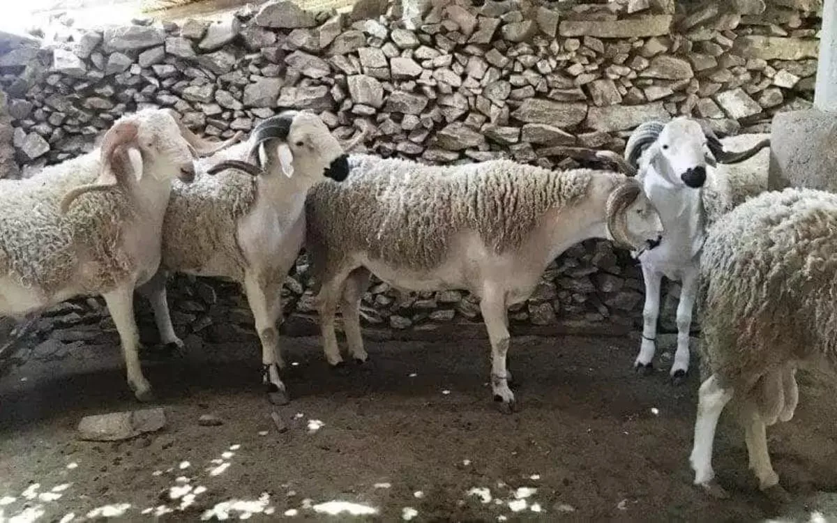 Ovejas del Eid al-Adha : la prisión espera a los especuladores en Marruecos