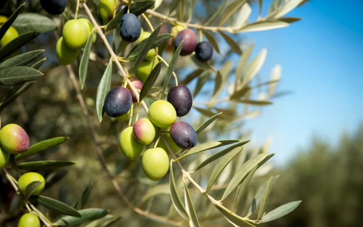 La paradoja de la aceituna en Marruecos : una cosecha récord pero toneladas de frutas perdidas