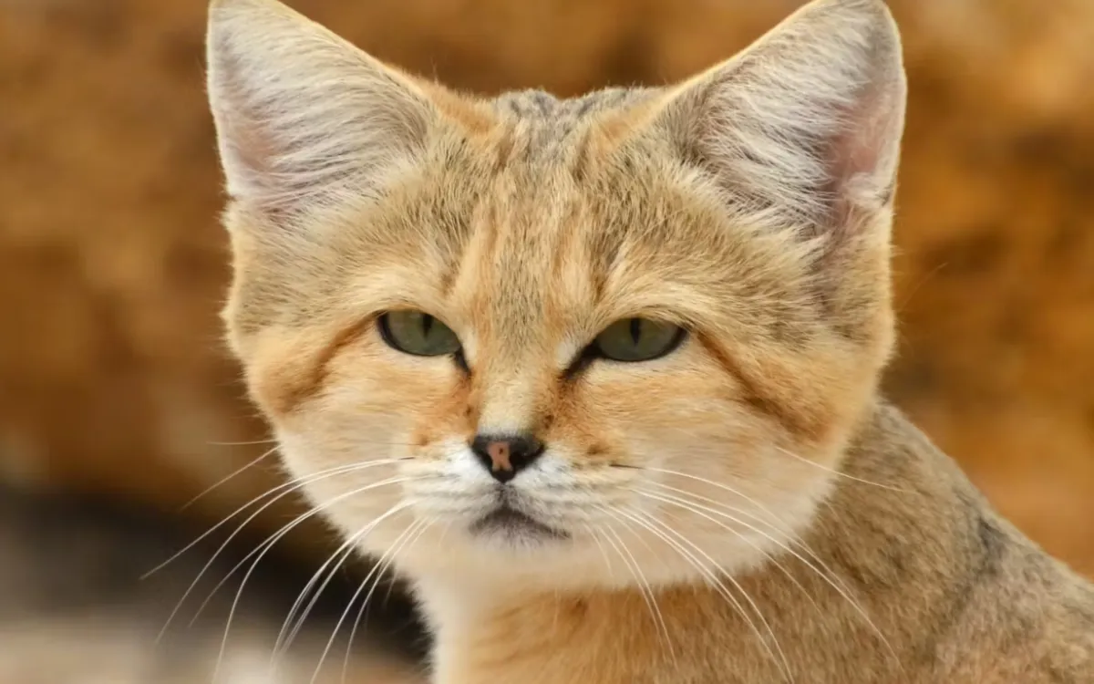 Pesa 2 kg y ladra como un perro : descubre al gato de las arenas de Marruecos