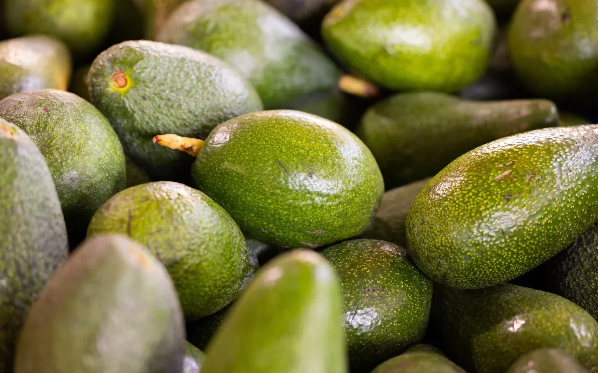 Los productores de aguacates marroquíes bloquean las exportaciones