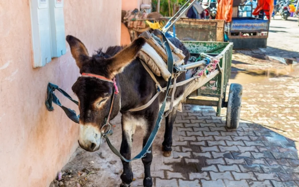 ¿Se ha comercializado discretamente carne de burro en Souss-Massa ?