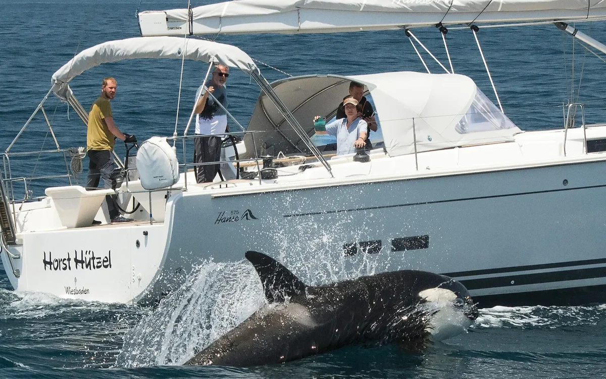 El secreto de las orcas de Gibraltar revelado : ¡Hablan un idioma único en el mundo !