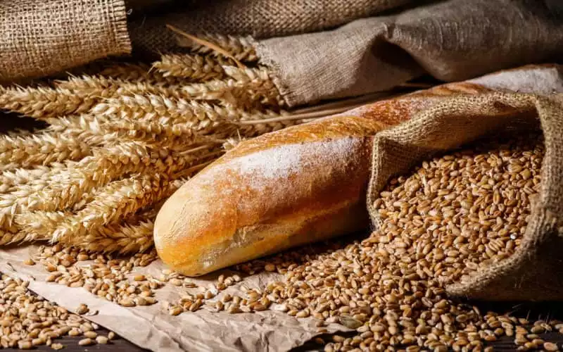 La sequía obliga a Marruecos a importar trigo : crisis agrícola y seguridad alimentaria en juego