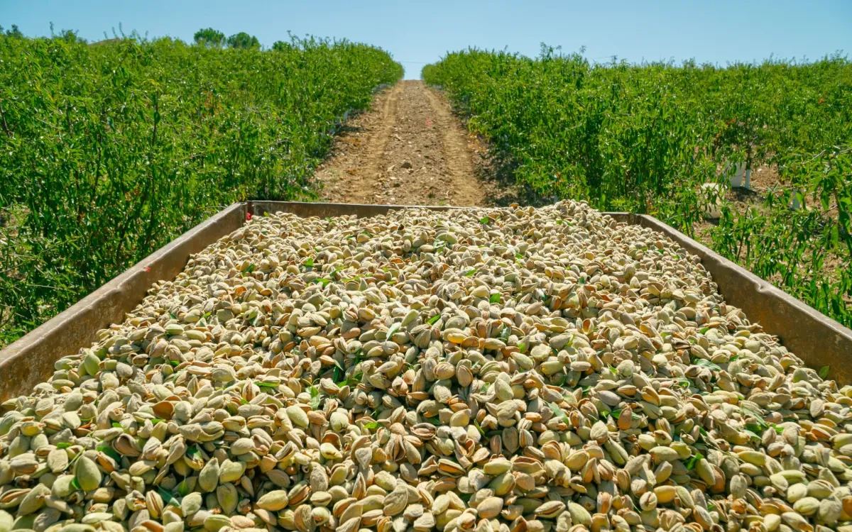 Por sí solo, Marruecos compra tres veces más almendras estadounidenses que el resto del norte de África