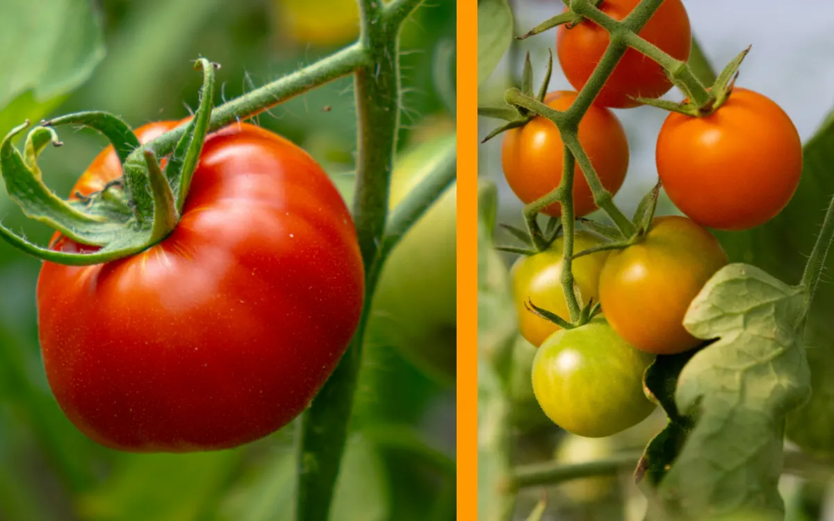 El tomate marroquí se estanca, los productores franceses se aprovechan