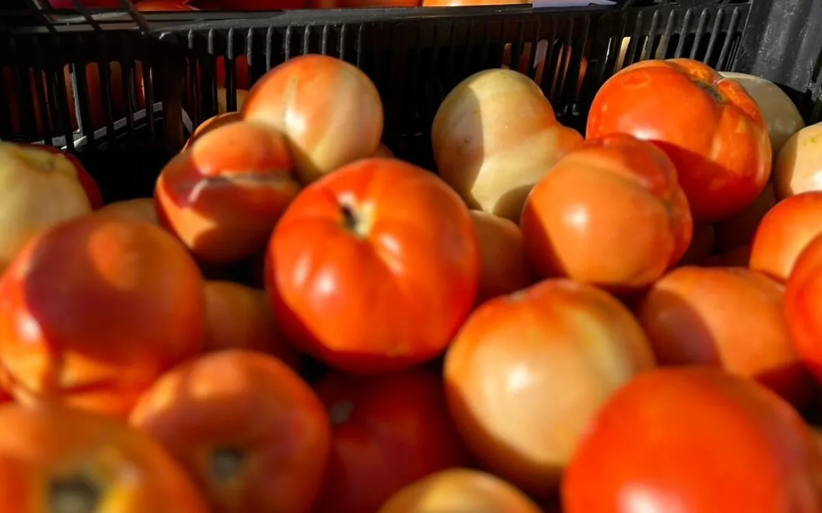 La tomate se convierte en un lujo en Marruecos, superando la barrera de los 14 dírhams