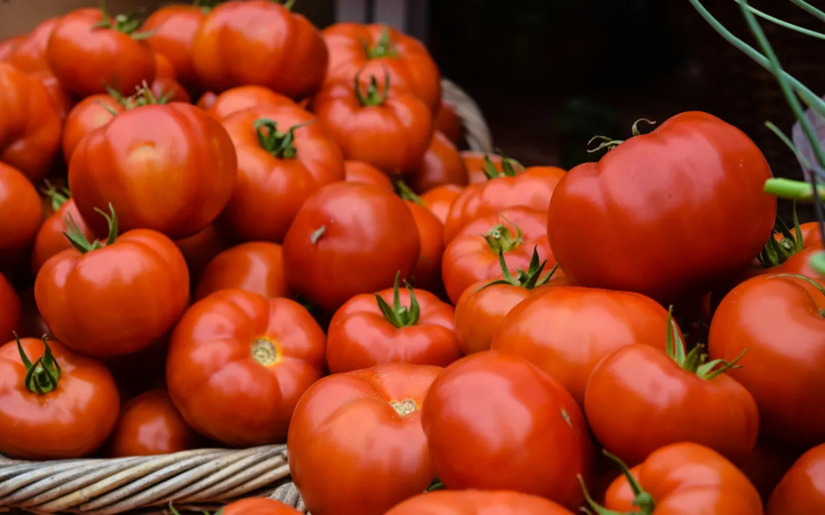 Tomates : Marruecos destronó a España y se convierte en el principal proveedor de Europa