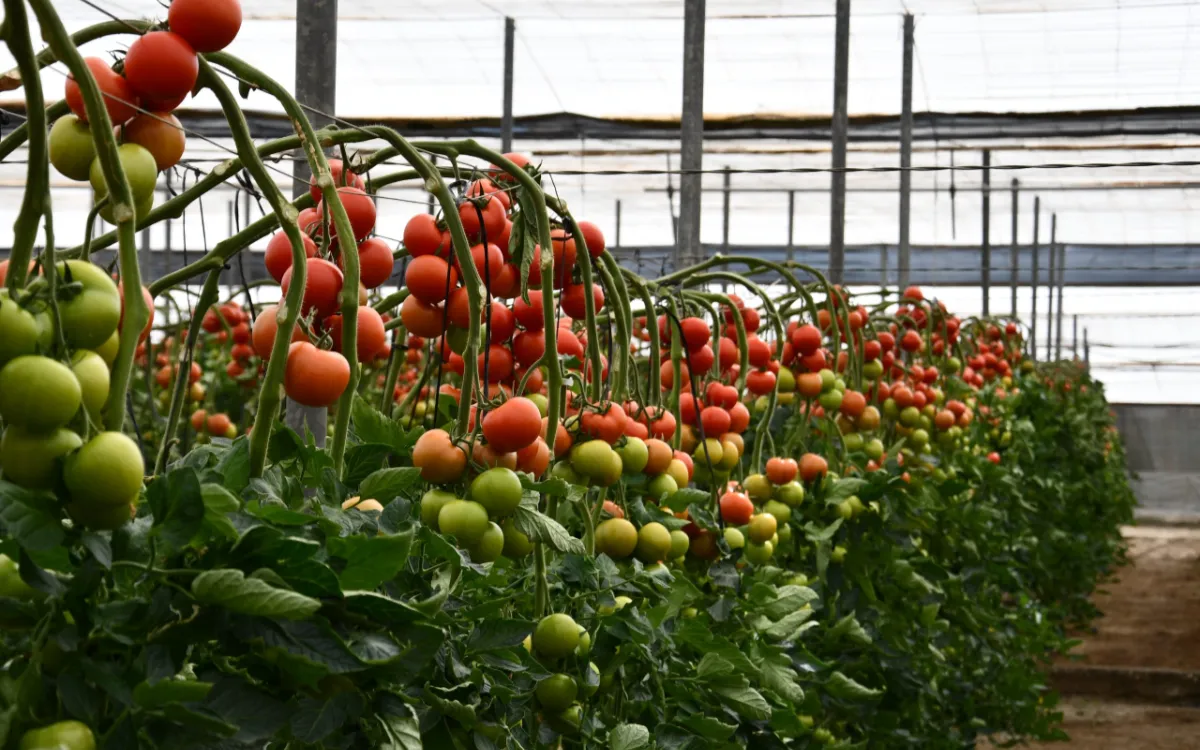 Tomates : Marruecos impone su ley a España