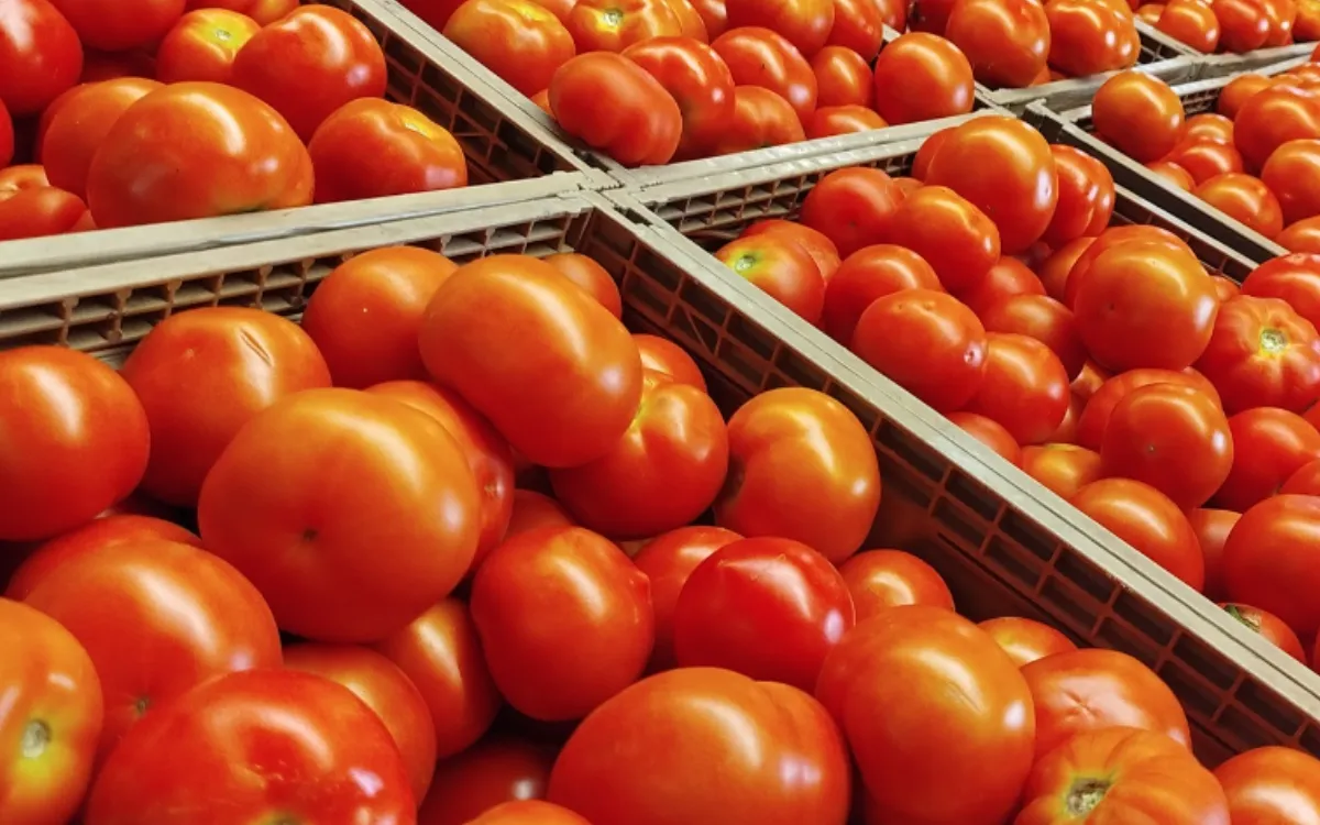 Tomates : el Marruecos no detiene las exportaciones