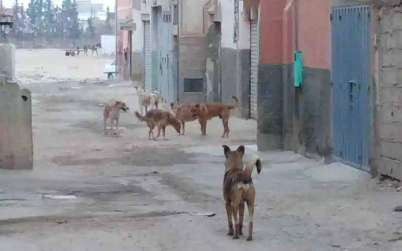 Tragedia en Zagora : Anciano fallece tras brutal ataque de perros callejeros en su hogar