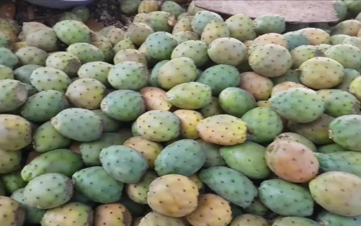 La Tuna se Convierte en un Producto de Lujo en Marruecos