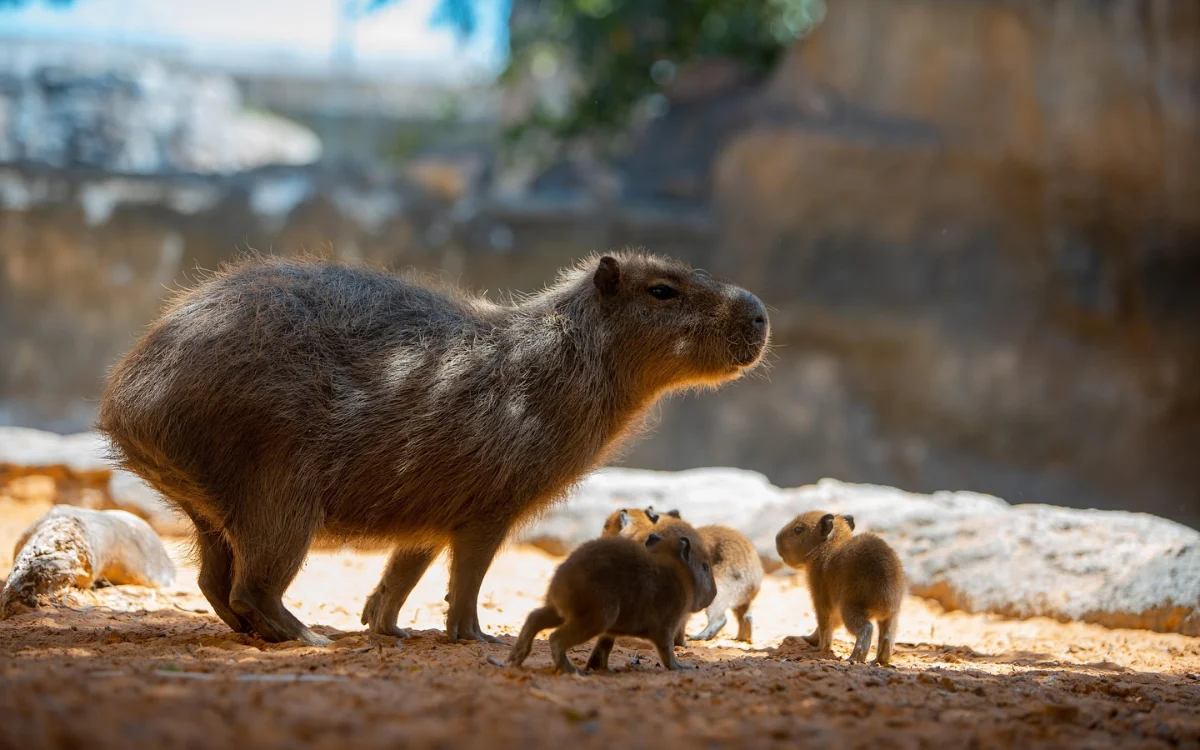 Zoológico de Casablanca : apertura mañana y tarifas reveladas, la polémica persiste
