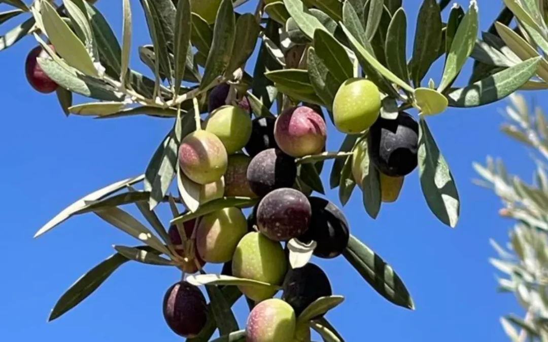 Tras una cosecha excepcional, Marruecos podría perder 80 millones de kilos de aceite de oliva