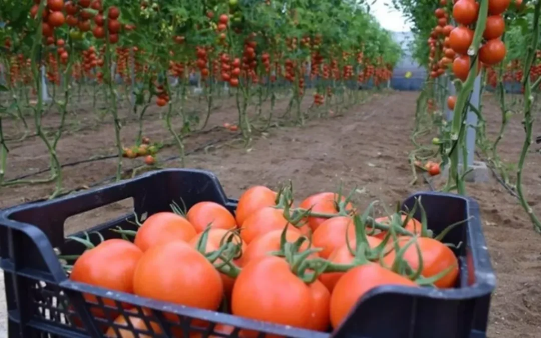 Madrid se niega a abandonar a Marruecos y 11.000 agricultores españoles dicen pagar el precio