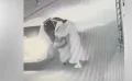 Conmoción en Marruecos : Secuestro violento de mujer captado en video viral