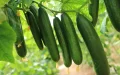 +248 % de importaciones : Cómo el pepino marroquí literalmente invadió España en 10 años