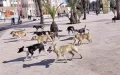 Abogada Denuncia a Tánger : Perros Callejeros Desatan Polémica Legal