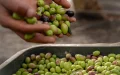 Aceite de oliva : esta variedad marroquí es mucho más saludable que las italianas