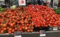 Acuerdo histórico : Productores de tomates de Francia y Marruecos se unen para impulsar el sector