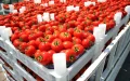 Los agricultores españoles se enfrentan a la tomate marroquí