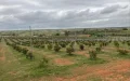 Agricultura : Marruecos se beneficia de una España sin agua