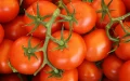 Agricultura : la nueva norma estricta de Europa amenaza los tomates marroquíes