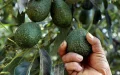 Aguacates marroquíes : Cosecha récord desafía la sequía y preocupa a productores