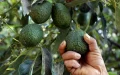 Aguacates marroquíes enfrentan desafío colombiano en mercado europeo