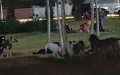 Alarma en Berrechid : Jaurías de perros callejeros siembran el pánico en las calles