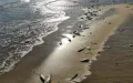 Alarma ecológica en Sidi Ifni : Millones de anchoas muertas invaden playas marroquíes