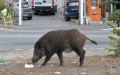 Alarma en Fez : Jabalíes invaden barrios en busca de comida