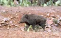 Alarma en Mzouda : Jabalíes salvajes aterrorizan a la población y hieren a una niña