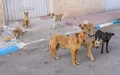 Alarma en Salé : Jaurías de perros callejeros amenazan la seguridad ciudadana