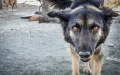 Alarma en Tánger : Turista atacado por perro callejero en el puerto desata polémica sobre seguridad