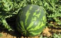 Alarma en Zagora : El cultivo intensivo de sandía amenaza el equilibrio ecológico y social